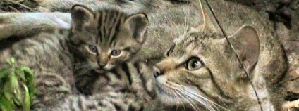 Jedna kočka ročně přivede na svět asi osm koťat.