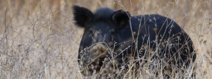 Divoké prase v USA Foto: Don McCullough Flickr