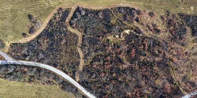 Ukázka dokonale mozaikovitého působení ohně. Některé části shoří „poctivě“, spousta míst a plošek zůstává ohněm nezasažena.