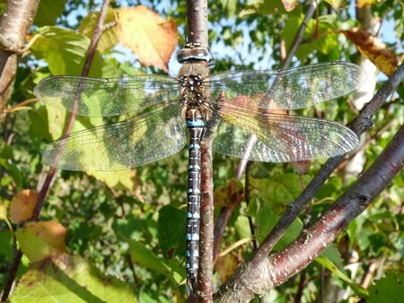 Z hmyzu je v cihelně u obce Chmeliště zastoupeno 26 druhů vážek, z toho šest je uvedeno v Červeném seznamu. Na obrázku je Šídlo pestré.