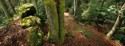 PR Dlouhá skála v CHKO Český les Foto: Václav Bystřický AOPK ČR