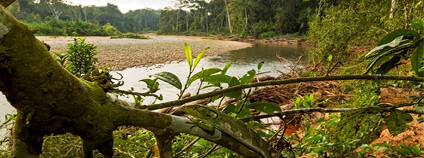 foto: Rob Wallace / WCS