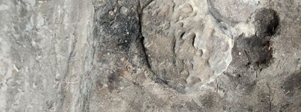 Na stopě posledním lovcům a sběračům v českých zemích Foto: AV ČR