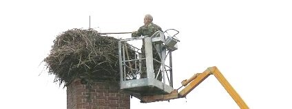 Úprava čapích hnízd v Dobřanech Foto: DESOP - Záchranná stanice živočichů Plzeň