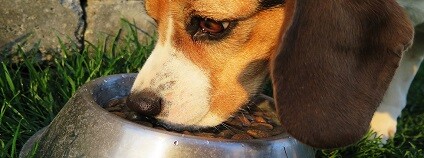 Pes Foto: eminens Pixabay