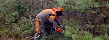 Prosincová prořezávka v devítiletém porostu Lesů ČR u Hradce Králové. Foto: Lesy ČR