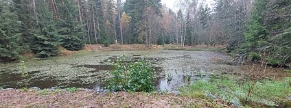 Z malé nefunkční nádrže na Křivoklátsku je průtočná tůň Foto: Lesy ČR