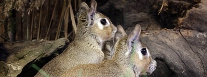 Mara slaništní Foto: Ben Kaden Flickr