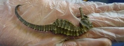 Mořský koník v kontrabandu