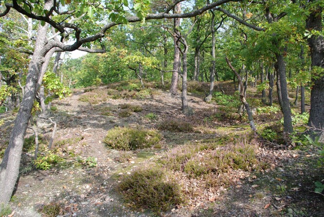 Původní světlé doubravy se pyšní druhově bohatým podrostem.