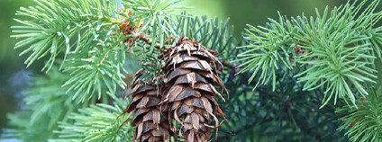 Foto: Manfred Richter / Pixabay