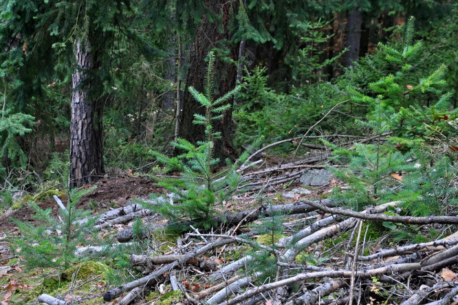 Přirozené zmlazení douglasky tisolisté, střední Čechy.
