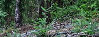 Foto:  Jan Řezáč / VÚLHM