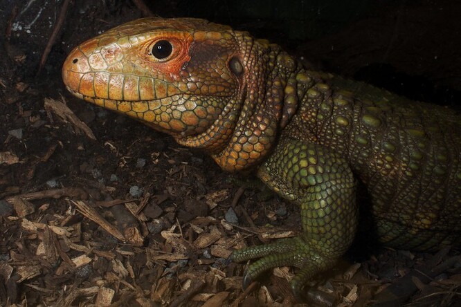 Dracéna krokodýlovitá získala své druhové jméno díky velkým a tvrdým šupinám, které připomínají kůži krokodýla.