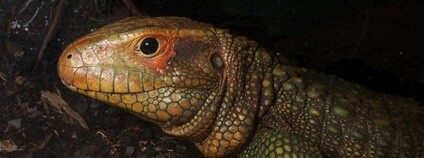 Dracaena guianensis Foto: Brian Gratwicke Flickr.com