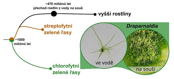 Vztahy Draparnaldie k suchozemským rostlinám. Obrázek z Caisova et al. (2024), upraveno.