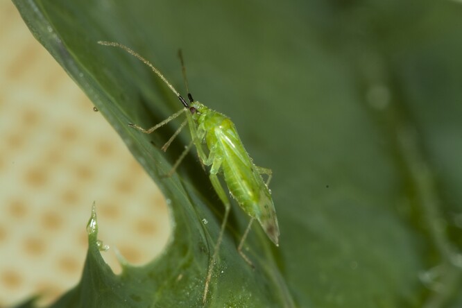 Dravá ploštice Macrolophus