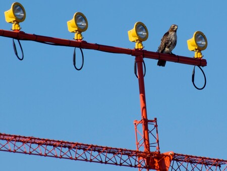Celkem 33 španělských letišť využívá služeb sokolníků. Celkem 33 španělských letišť využívá služeb sokolníků.