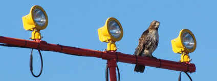 Celkem 33 španělských letišť využívá služeb sokolníků. Foto: Harvey K / Flickr Celkem 33 španělských letišť využívá služeb sokolníků. Foto: Harvey K / Flickr