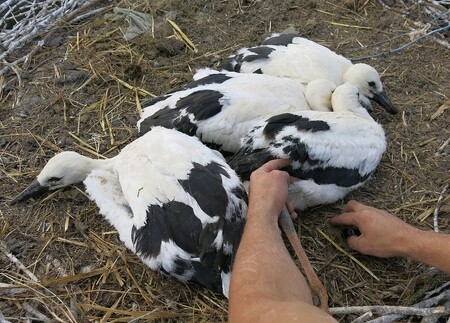 Kroužkování mláďat čápů bílých na komíně ZD Draženov v roce 2014