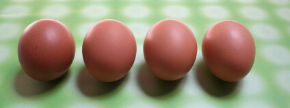 Vajíčka - ilustrační foto. Foto: Dreamstime