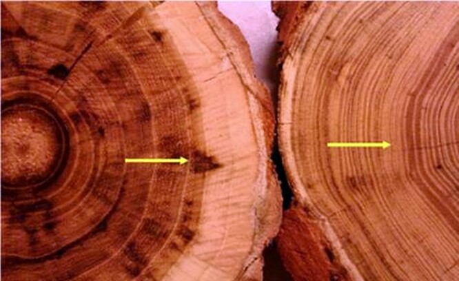 Přírůstky mohou být až desetinásobně větší v živné půdě oproti růstu v přirozených podmínkách u Robinia pseudoacacia. (David Hora et al., 2021). Tvrdost dřeva je odvislá od hustoty dřevních vláken a jeho anatomické stavby. Čím jsou vlákna kompaktnější a hustěji vedle sebe uspořádány, tím je dřevo tvrdší. Několikanásobně větší přírůstky vedou k nižší tvrdosti dřeva a s tím spojené snížení bezpečnosti daného stromu.