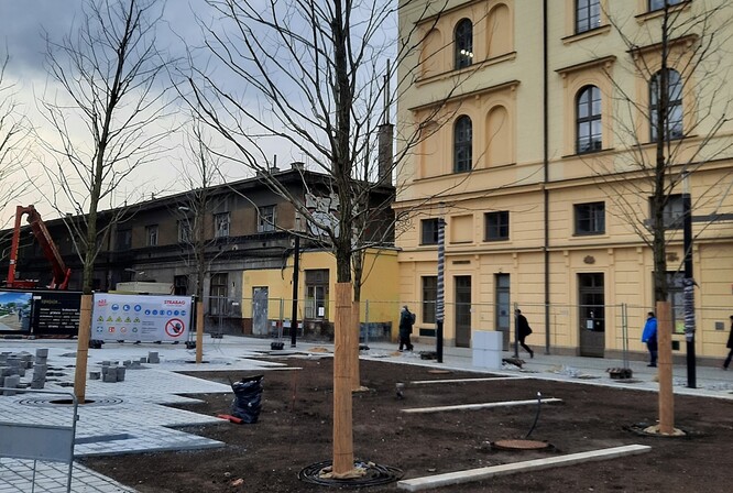 Přes svoje nevýhody a invazní status je akát stále používán v městských výsadbách. Dokonce byl jednoznačně nejčastěji vysazovaným stromem v uličních stromořadích Prahy s počtem 380 ks v rešerši 80 projektů uličních stromořadí z let 2002–2014 a celkového počtu stromů 1280 ks (David Hora et al., 2021).

 
Nesporná výhoda akátu je vysoká schopnost regenerace, kterou nám poctivě ukazuje, když se ho snažíme odstraňovat v přírodních oblastech. Tato výhoda bezesporu užitečná i pro městské výsadby. V případě silného vláhového stresu Robinia rychleji regeneruje v porovnání například s Tilia sp. Použití invazního akátu pro městské výsadby s instalovanou závlahou (viz obrázek) je ale skutečně těžko odůvodnitelné. Na fotografii je výsadba z roku 2023.