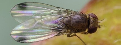 Drosophila suzukii Foto: Oregon Department of Agriculture Flickr.com