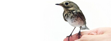 Foto: Furryscaly / Flickr