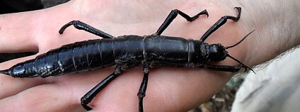 Foto: Granitethighs / Wikimedia Commons