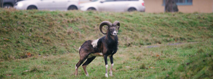 Muflon v Thomayerově nemocnici. Foto: Záchranná stanice hl. m. Prahy pro volně žijící živočichy