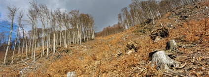 Foto:  Ibra Ibrahimovič / Greenpeace