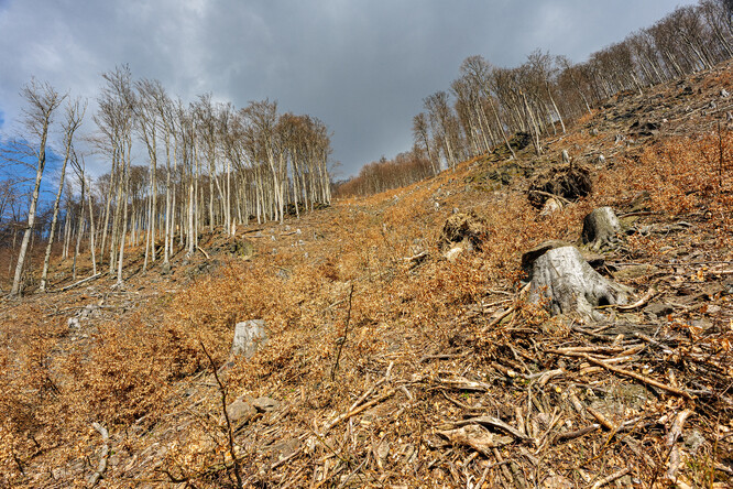 Kácení v Mariánském údolí - duben 2023.