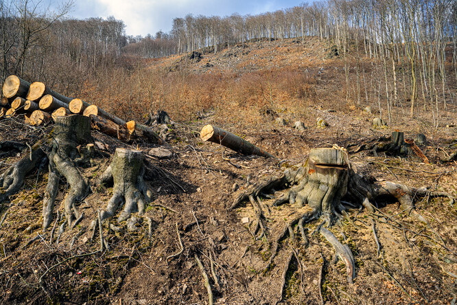 Kácení v Mariánském údolí - duben 2023.