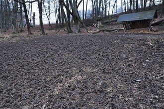 Půdní kryt poškozený shromažďováním velkého počtu chované zvěře na jednom z krmelišť (II. zóna CHKO Poodří).