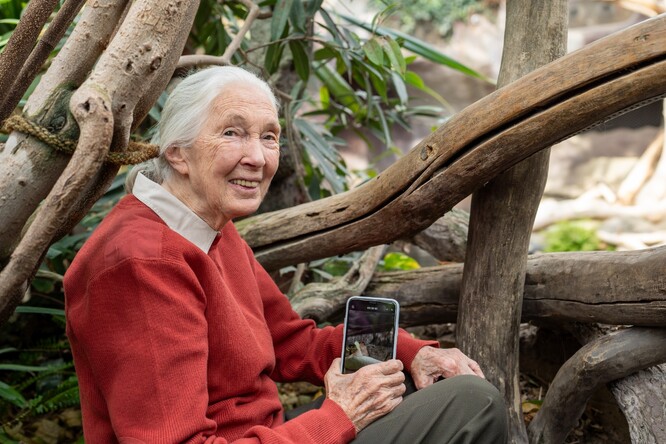 Jane Goodall.