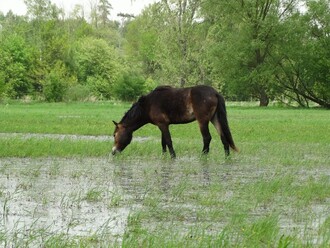 Voda a kůň působí na mokřadní druhy ptáků jako magnet.