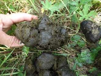 Trus plný koprofágních brouků, kteří ale okamžitě mizí ze záběru.