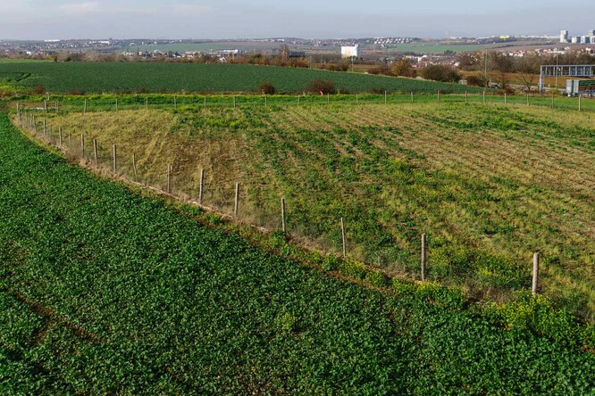 Budoucí les v Holyni. / Pražské lesy se v roce 2019 rozšířily o 356.000 sazenic, které vysadila městská příspěvková organizace Lesy hlavního města Prahy (LHMP). Kromě stávajících porostů se vysazovalo v nově vznikajících lesích například v Běchovicích, Satalicích, v Holyni či v Jinonicích. Drtivou většinu sazenic tvořily listnaté stromy, jehličnaté zhruba desetinu. Nejvíce se vysazuje dubů. Celkem je v majetku města asi 2912 hektarů lesů.