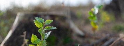 Lesy na Liberecku obohatí desetitisíce nových stromků Foto: Jakub Trsek Nadace Ivana Dejmala pro ochranu přírody