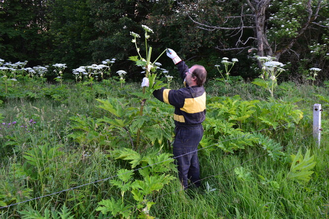 Bolševník velkolepý. Nejvyšší čas zastřihnout mu tipec!