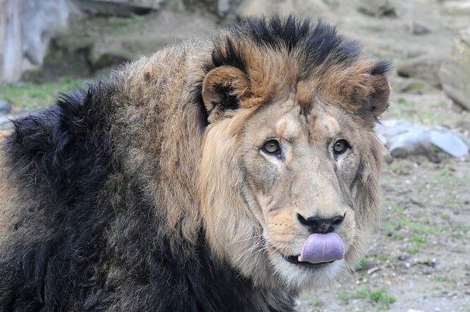 Lev berberský v olomoucké zoo.