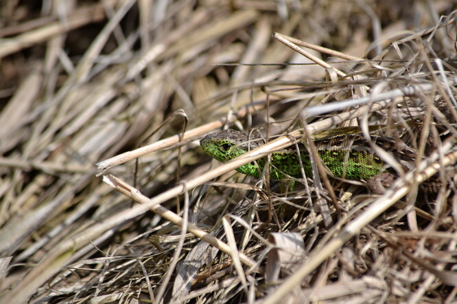 Ještěrka obecná.