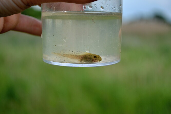 Jednou to bude skokan hnědý, zatím je to pulec.