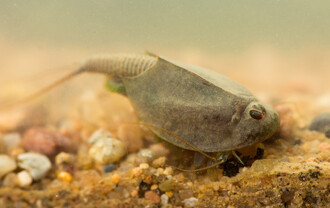 Listonoh letní obývá vysychavé louže v bývalých vojenských prostorech.