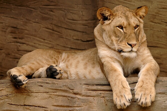 Celková návštěvnost svatokopecké zoo od začátku roku je kvůli pandemii nižší, výpadek Gronská odhadla na zhruba 20 000 lidí. Výpadej je ale menší, než se vedení zoo původně obávalo.