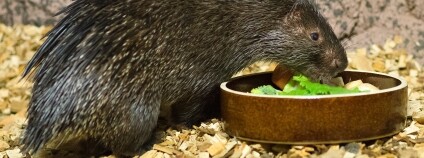 Foto: Petr Hamerník / Zoo Praha