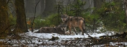 Foto: Tomáš Kopecký / KRNAP