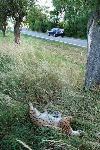 Rys sražený autem.