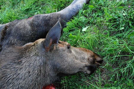 Jeden ze sražených losů byla kojící samice. Její mládě patrně také zahyne.